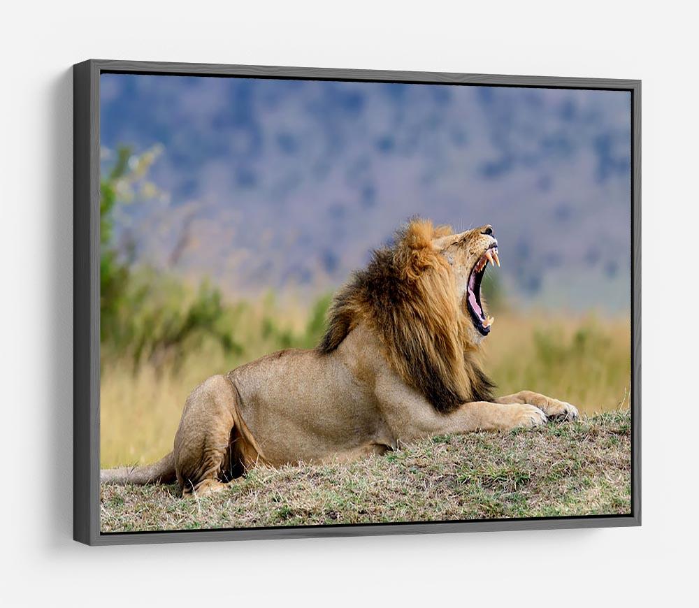 Close lion in National park of Kenya HD Metal Print - Canvas Art Rocks - 9