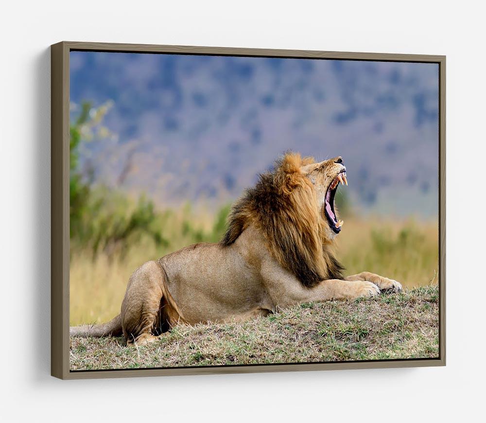 Close lion in National park of Kenya HD Metal Print - Canvas Art Rocks - 10