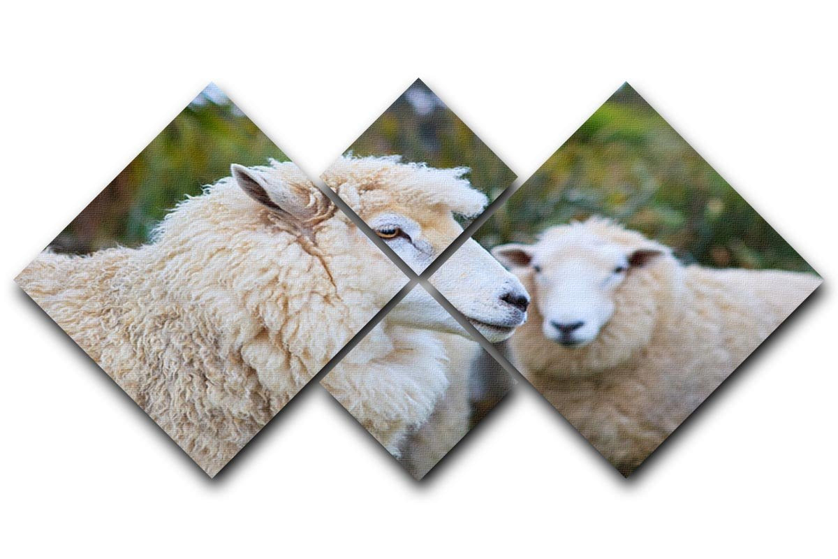 Close up face of new zealand merino sheep 4 Square Multi Panel Canvas - Canvas Art Rocks - 1