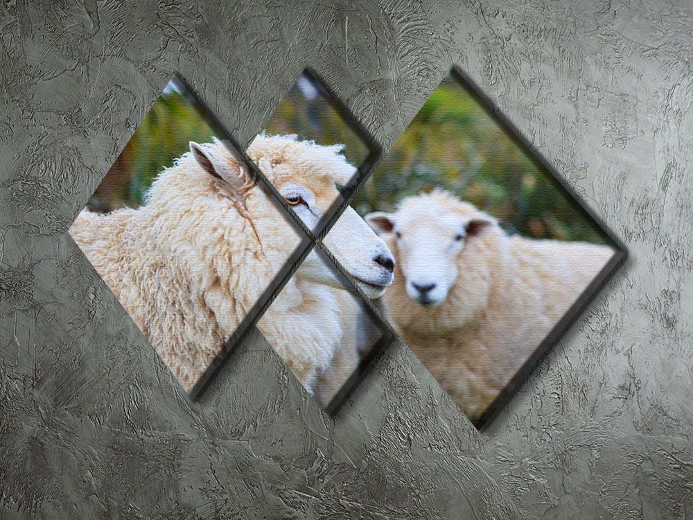 Close up face of new zealand merino sheep 4 Square Multi Panel Canvas - Canvas Art Rocks - 2