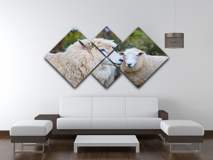 Close up face of new zealand merino sheep 4 Square Multi Panel Canvas - Canvas Art Rocks - 3