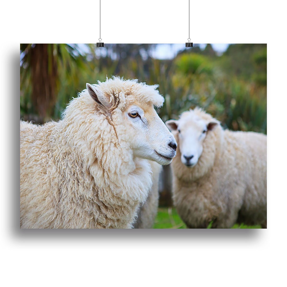 Close up face of new zealand merino sheep Canvas Print or Poster