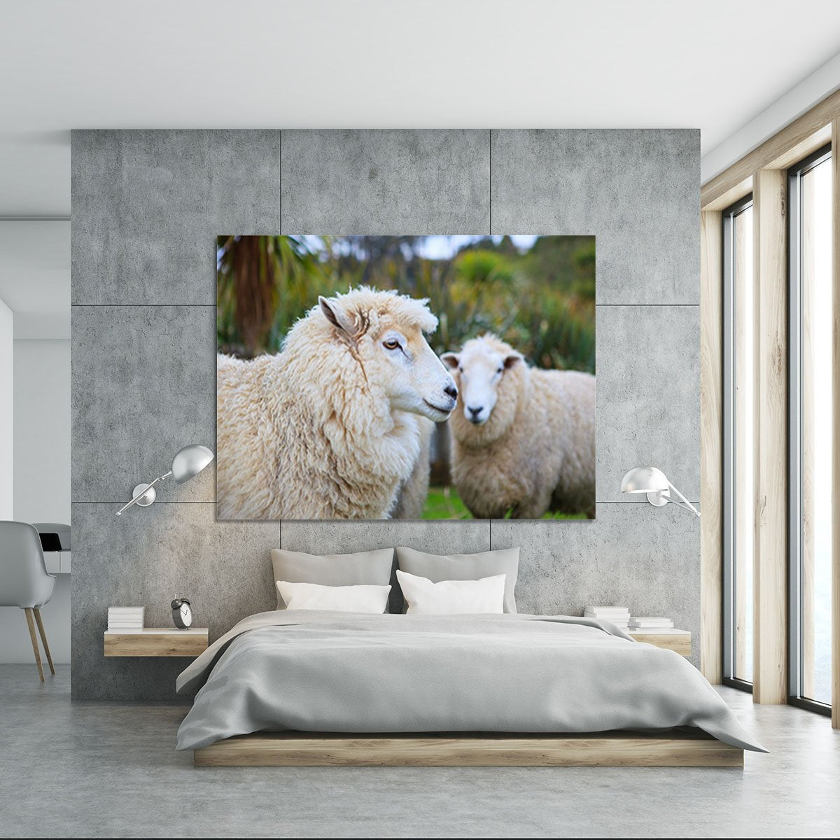 Close up face of new zealand merino sheep Canvas Print or Poster