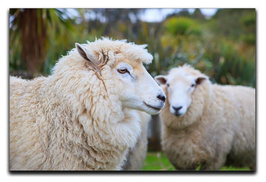 Close up face of new zealand merino sheep Canvas Print or Poster - Canvas Art Rocks - 1