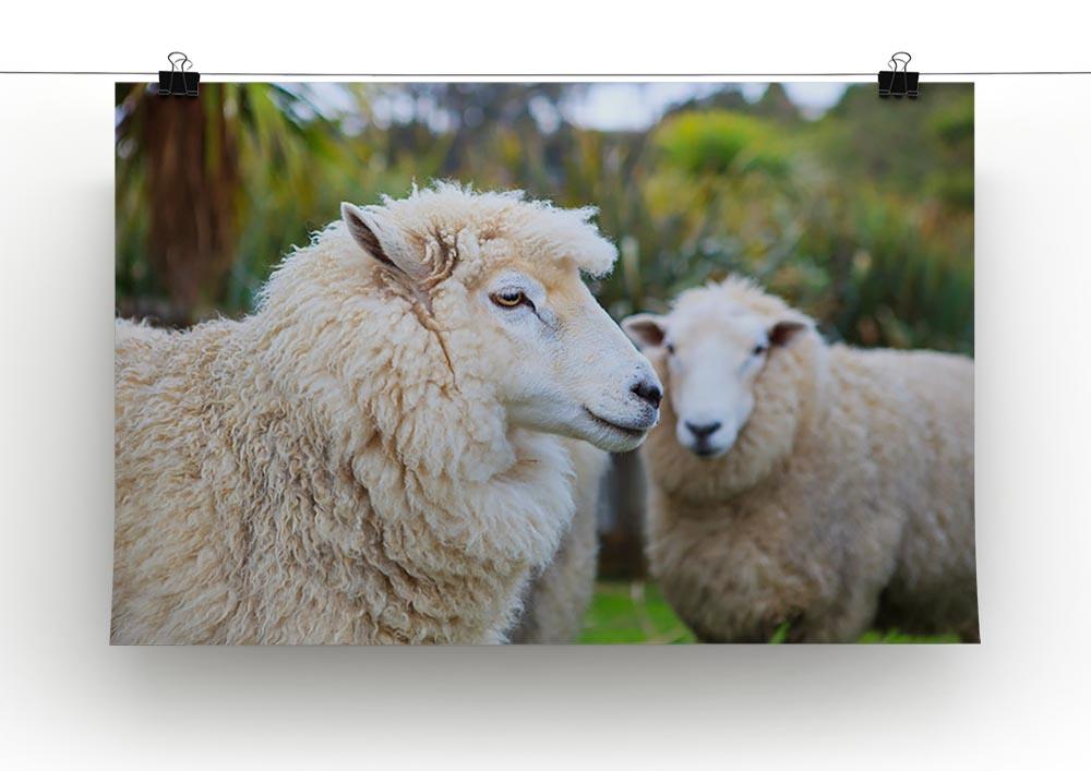 Close up face of new zealand merino sheep Canvas Print or Poster - Canvas Art Rocks - 2