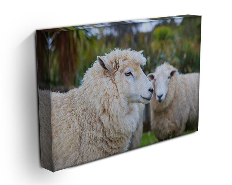 Close up face of new zealand merino sheep Canvas Print or Poster - Canvas Art Rocks - 3