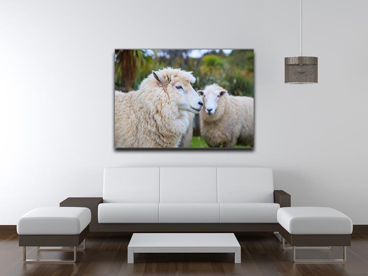 Close up face of new zealand merino sheep Canvas Print or Poster - Canvas Art Rocks - 4