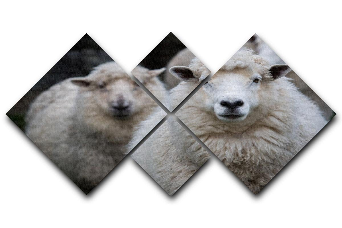 Close up face of new zealand merino sheep in farm 4 Square Multi Panel Canvas - Canvas Art Rocks - 1