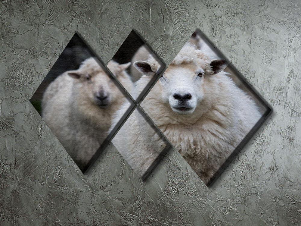 Close up face of new zealand merino sheep in farm 4 Square Multi Panel Canvas - Canvas Art Rocks - 2