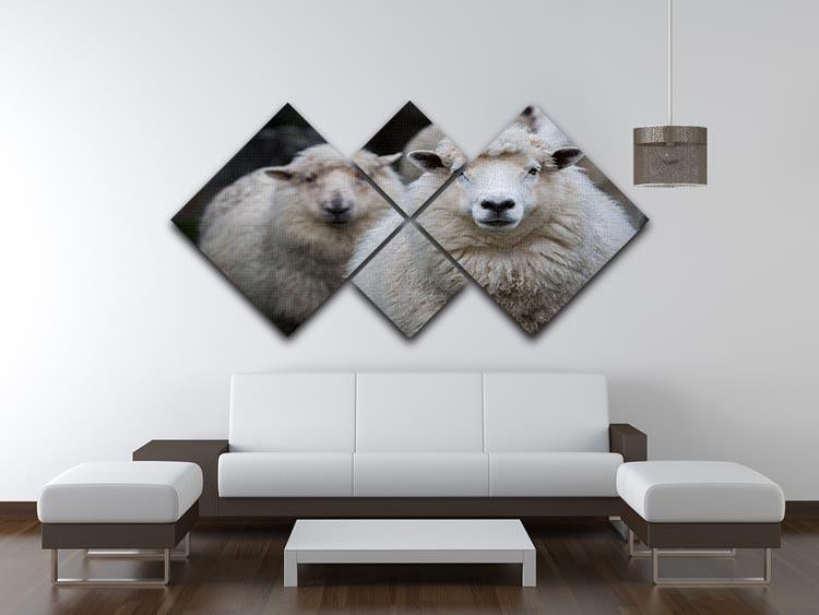 Close up face of new zealand merino sheep in farm 4 Square Multi Panel Canvas - Canvas Art Rocks - 3
