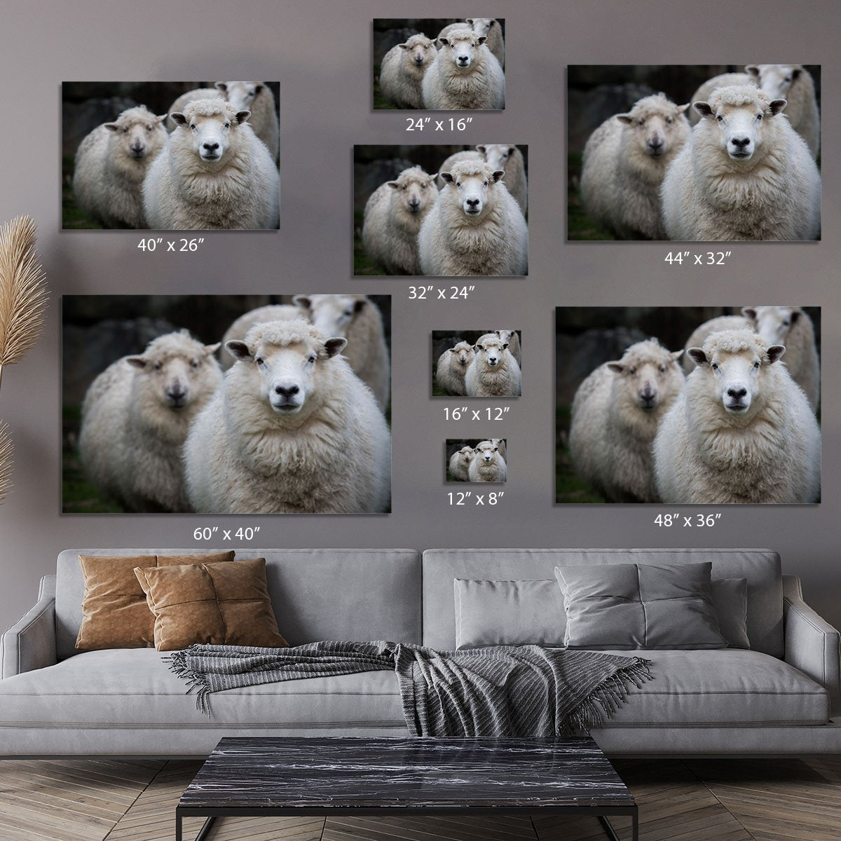 Close up face of new zealand merino sheep in farm Canvas Print or Poster