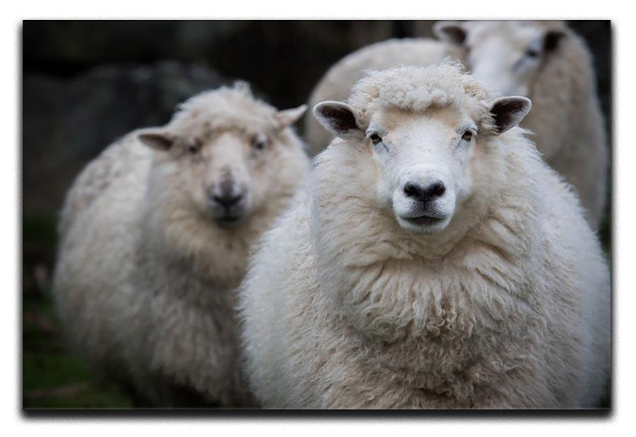 Close up face of new zealand merino sheep in farm Canvas Print or Poster - Canvas Art Rocks - 1