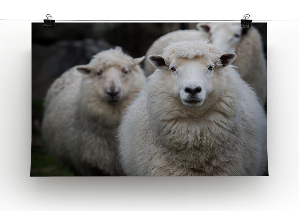 Close up face of new zealand merino sheep in farm Canvas Print or Poster - Canvas Art Rocks - 2