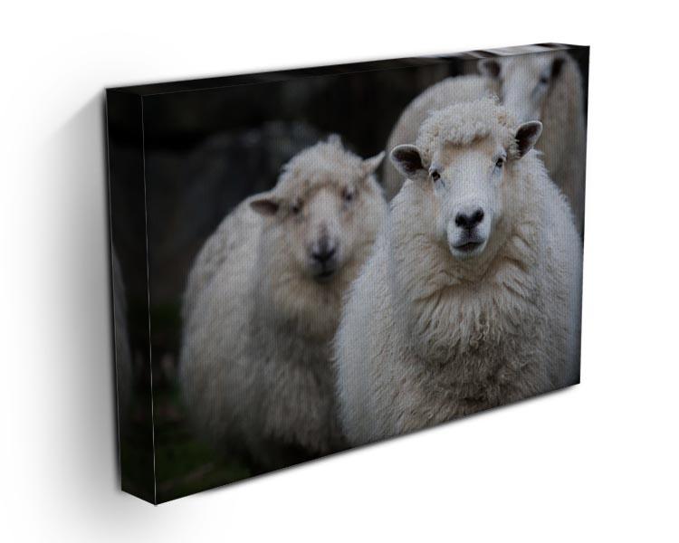 Close up face of new zealand merino sheep in farm Canvas Print or Poster - Canvas Art Rocks - 3