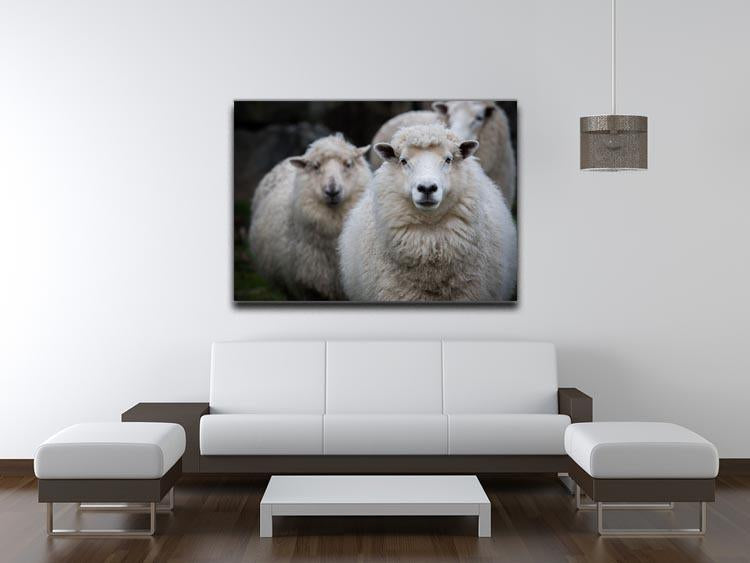 Close up face of new zealand merino sheep in farm Canvas Print or Poster - Canvas Art Rocks - 4
