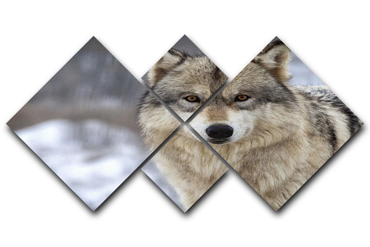 Close up head and shoulders image of a Timber Wolf 4 Square Multi Panel Canvas - Canvas Art Rocks - 1