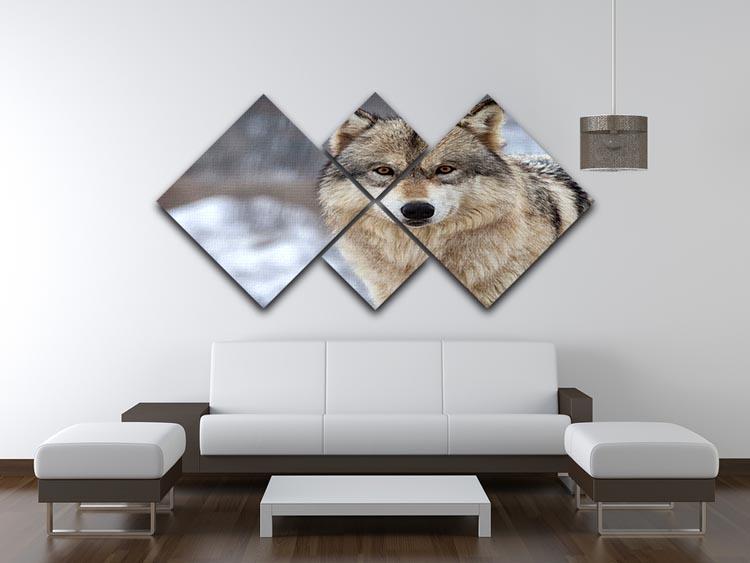 Close up head and shoulders image of a Timber Wolf 4 Square Multi Panel Canvas - Canvas Art Rocks - 3