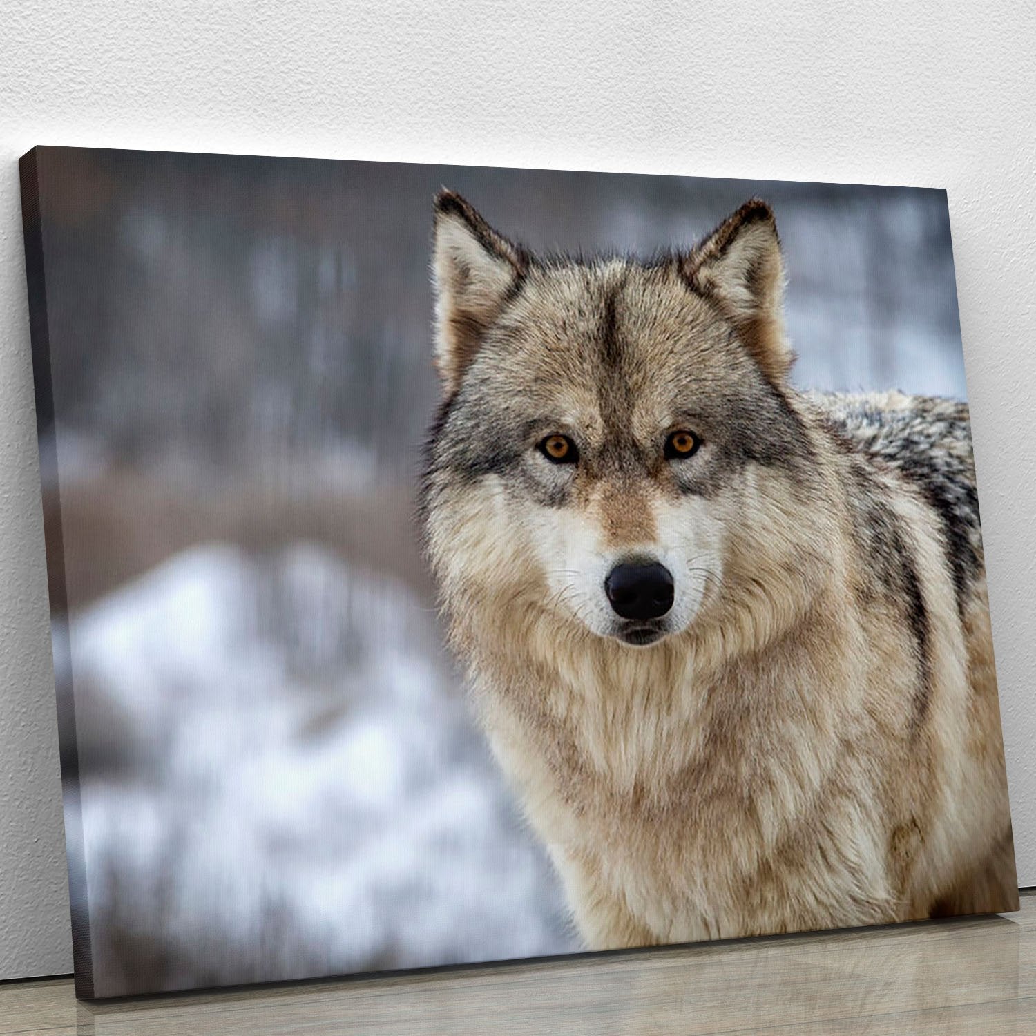 Close up head and shoulders image of a Timber Wolf Canvas Print or Poster