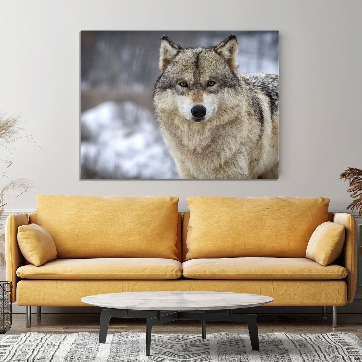 Close up head and shoulders image of a Timber Wolf Canvas Print or Poster