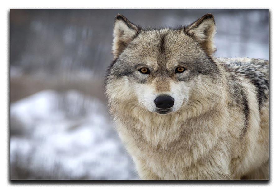 Close up head and shoulders image of a Timber Wolf Canvas Print or Poster - Canvas Art Rocks - 1