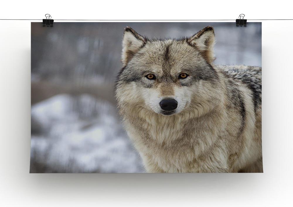 Close up head and shoulders image of a Timber Wolf Canvas Print or Poster - Canvas Art Rocks - 2