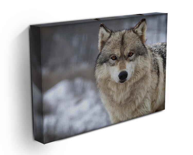 Close up head and shoulders image of a Timber Wolf Canvas Print or Poster - Canvas Art Rocks - 3