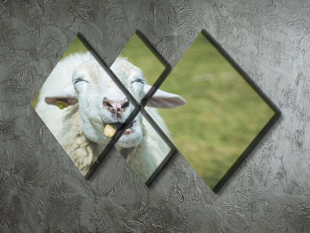 Close up head of sheep in farm 4 Square Multi Panel Canvas - Canvas Art Rocks - 2