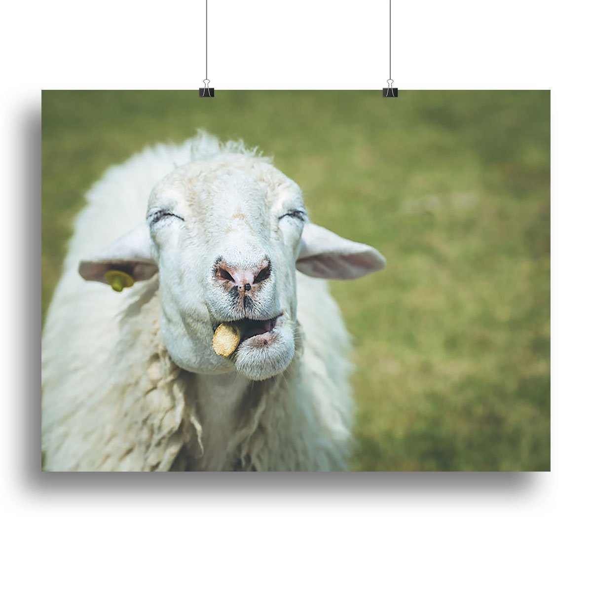 Close up head of sheep in farm Canvas Print or Poster