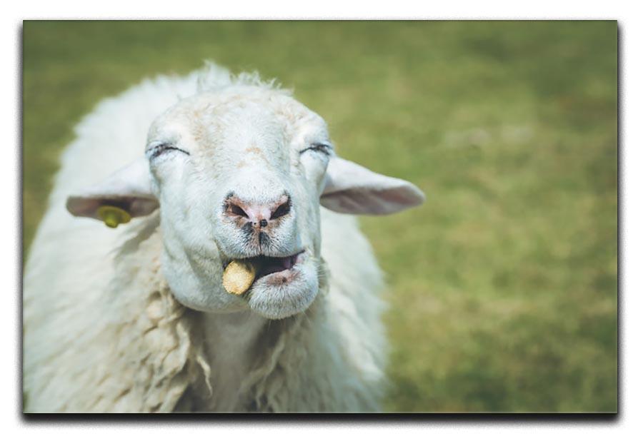 Close up head of sheep in farm Canvas Print or Poster - Canvas Art Rocks - 1