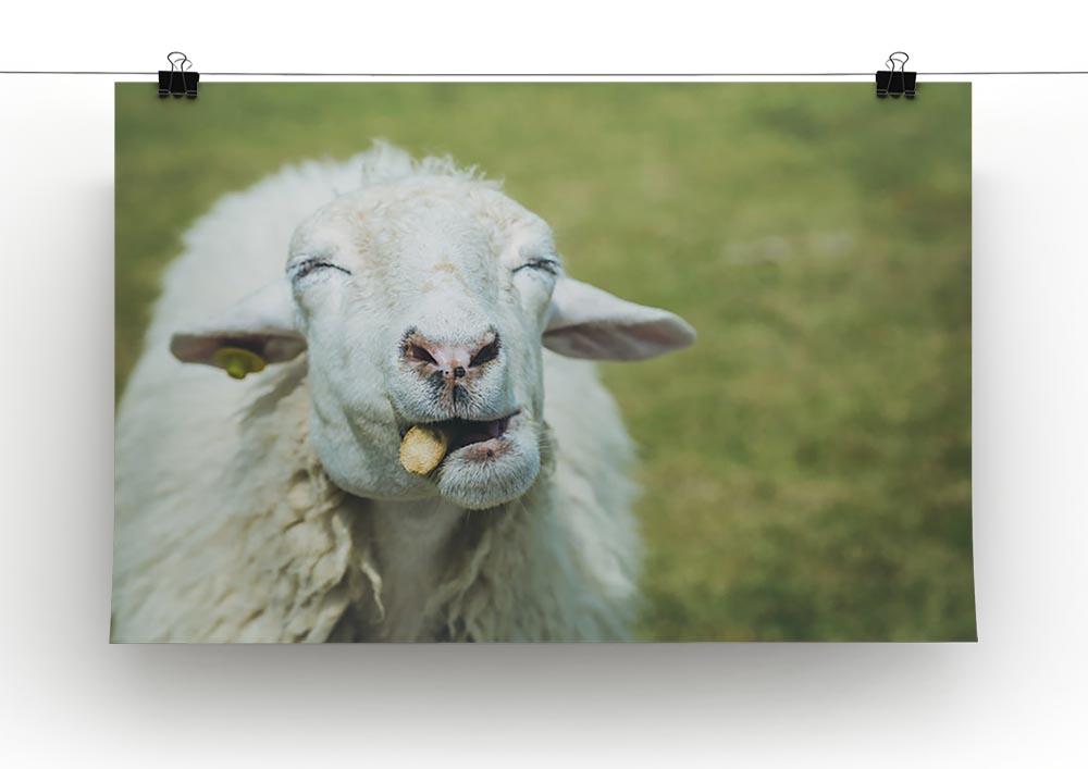 Close up head of sheep in farm Canvas Print or Poster - Canvas Art Rocks - 2