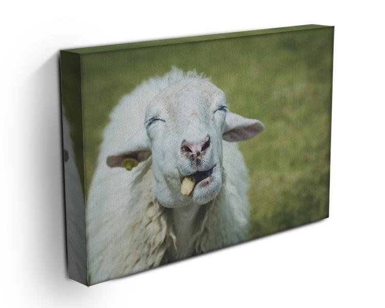 Close up head of sheep in farm Canvas Print or Poster - Canvas Art Rocks - 3