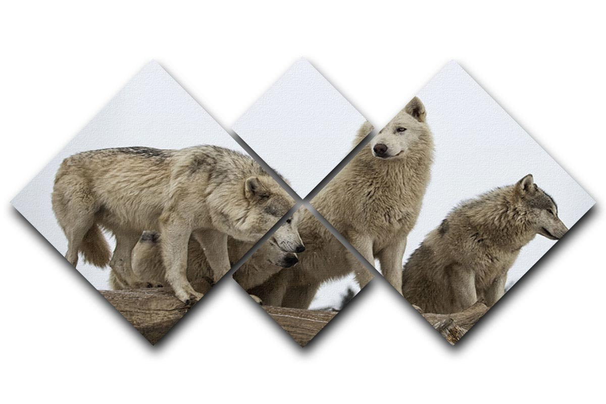 Close up image of a grey wolf pack 4 Square Multi Panel Canvas - Canvas Art Rocks - 1