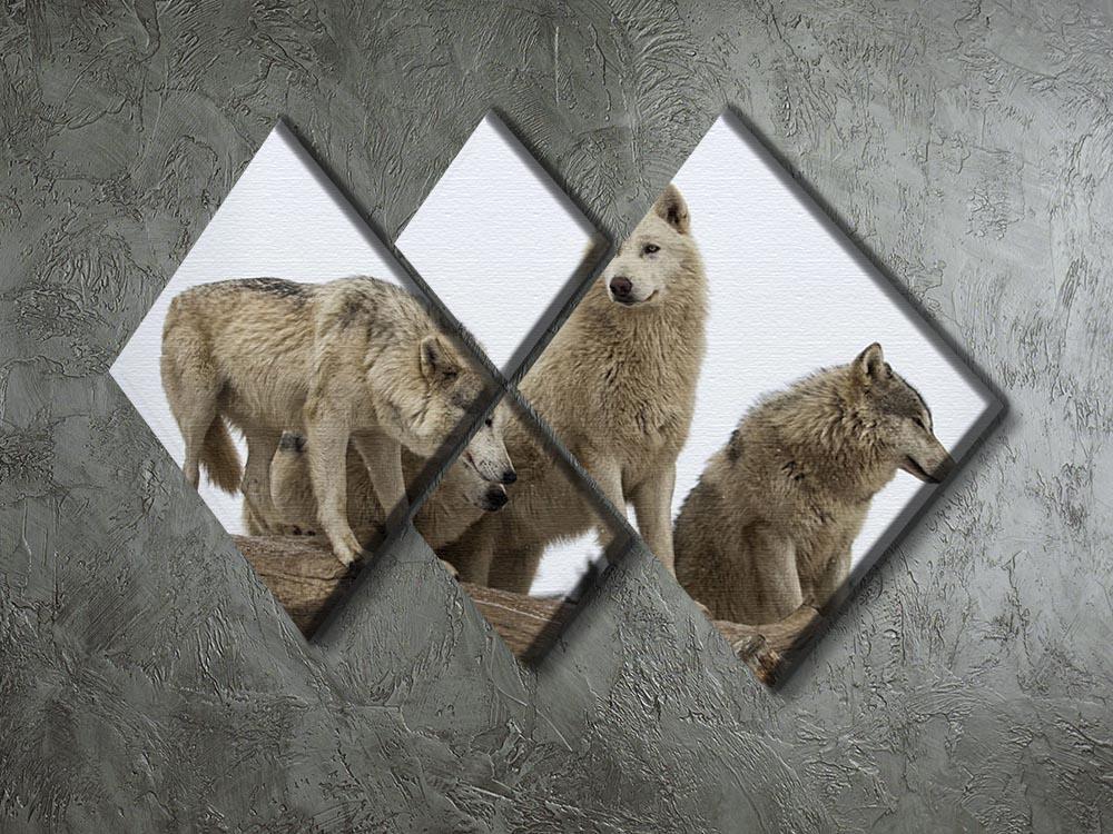 Close up image of a grey wolf pack 4 Square Multi Panel Canvas - Canvas Art Rocks - 2
