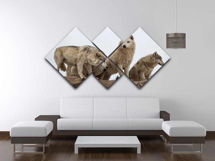 Close up image of a grey wolf pack 4 Square Multi Panel Canvas - Canvas Art Rocks - 3