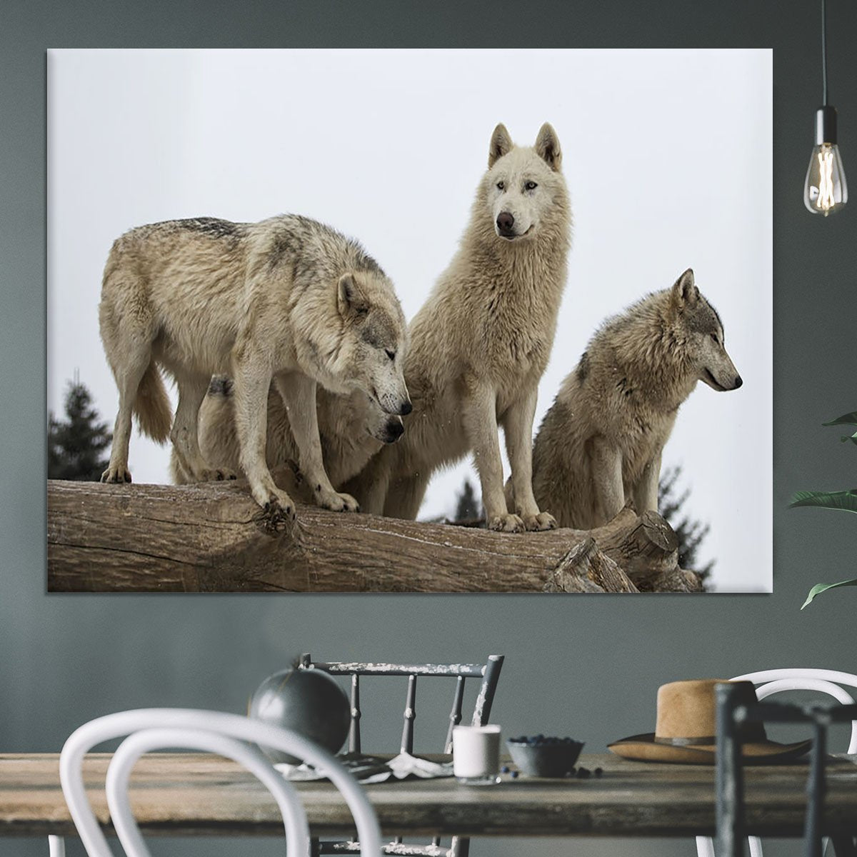 Close up image of a grey wolf pack Canvas Print or Poster