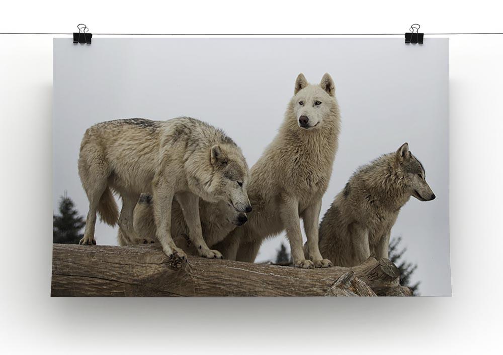 Close up image of a grey wolf pack Canvas Print or Poster - Canvas Art Rocks - 2