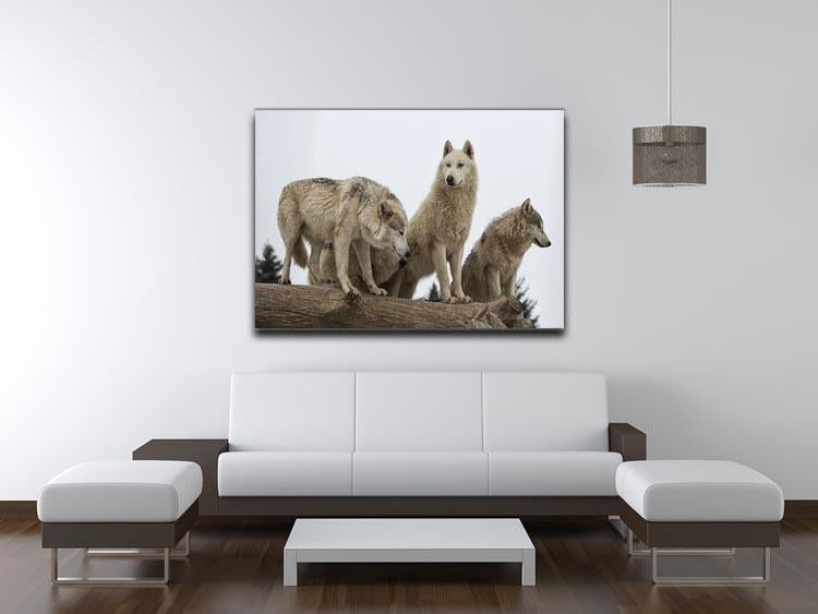 Close up image of a grey wolf pack Canvas Print or Poster - Canvas Art Rocks - 4