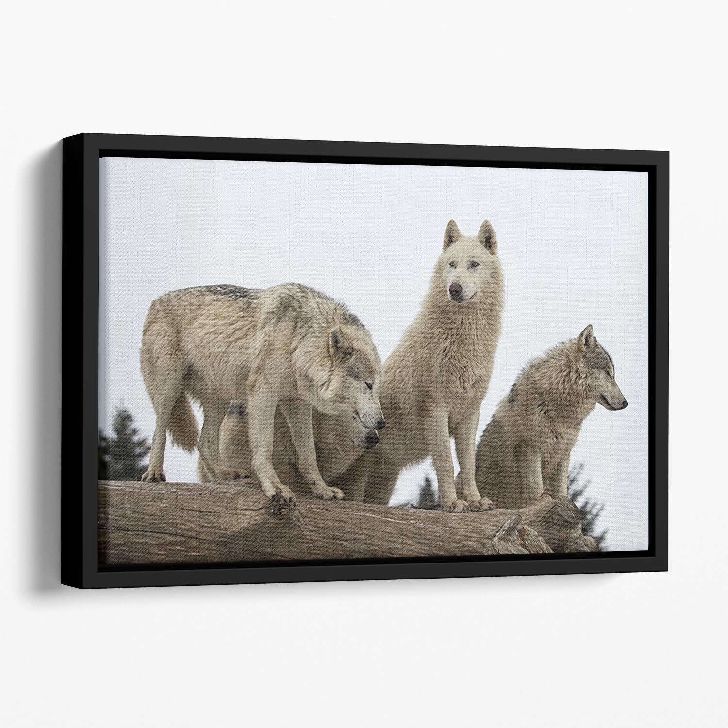Close up image of a grey wolf pack Floating Framed Canvas - Canvas Art Rocks - 1