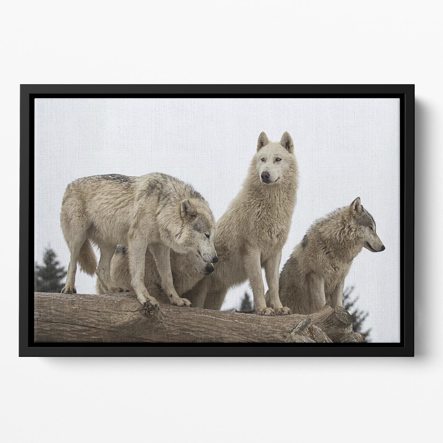 Close up image of a grey wolf pack Floating Framed Canvas - Canvas Art Rocks - 2