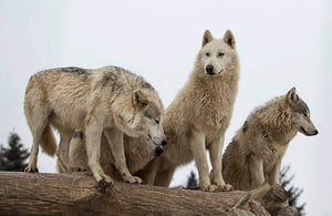 Close up image of a grey wolf pack Wall Mural Wallpaper - Canvas Art Rocks - 1