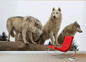 Close up image of a grey wolf pack Wall Mural Wallpaper - Canvas Art Rocks - 2