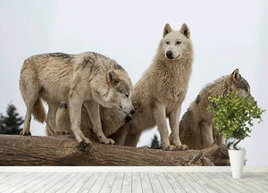 Close up image of a grey wolf pack Wall Mural Wallpaper - Canvas Art Rocks - 4