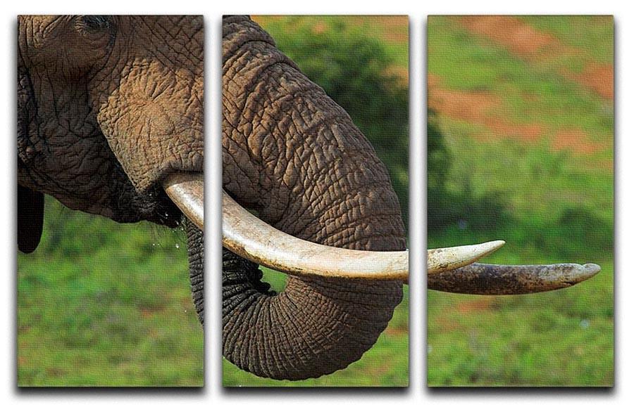 Close up of an African Elephants tusks 3 Split Panel Canvas Print - Canvas Art Rocks - 1