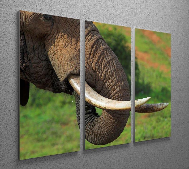 Close up of an African Elephants tusks 3 Split Panel Canvas Print - Canvas Art Rocks - 2