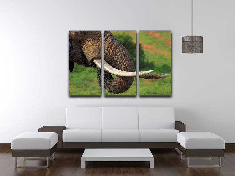 Close up of an African Elephants tusks 3 Split Panel Canvas Print - Canvas Art Rocks - 3