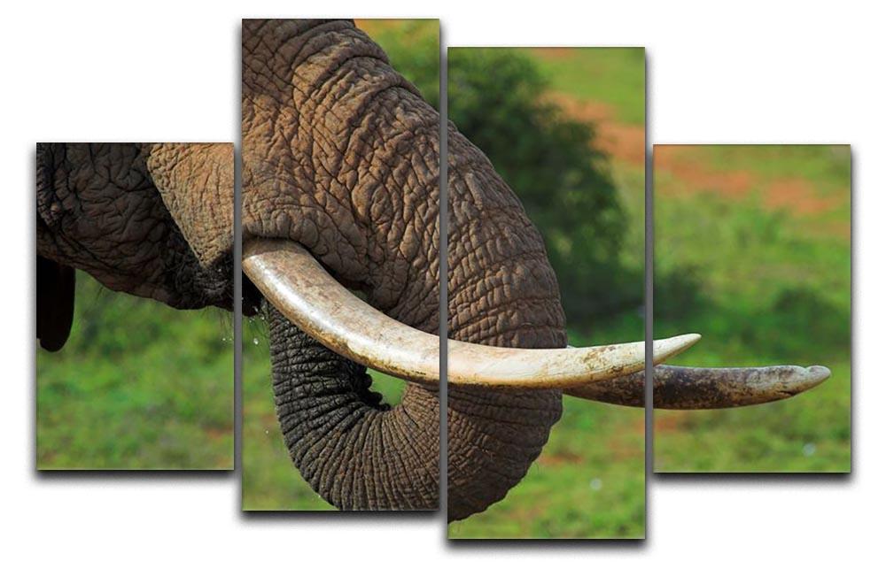 Close up of an African Elephants tusks 4 Split Panel Canvas - Canvas Art Rocks - 1