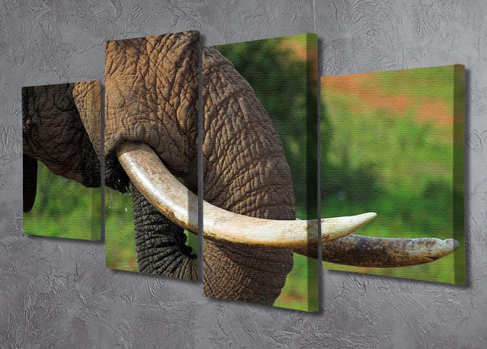 Close up of an African Elephants tusks 4 Split Panel Canvas - Canvas Art Rocks - 2
