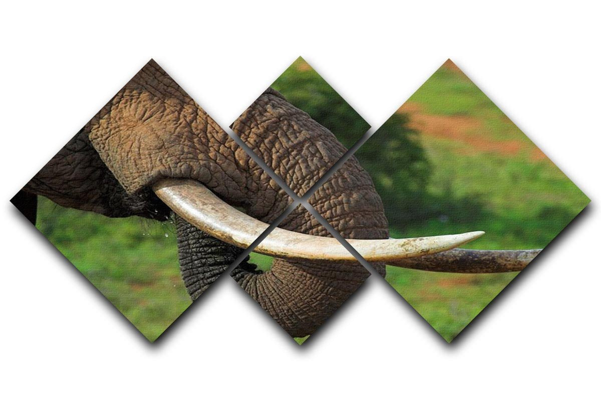 Close up of an African Elephants tusks 4 Square Multi Panel Canvas - Canvas Art Rocks - 1