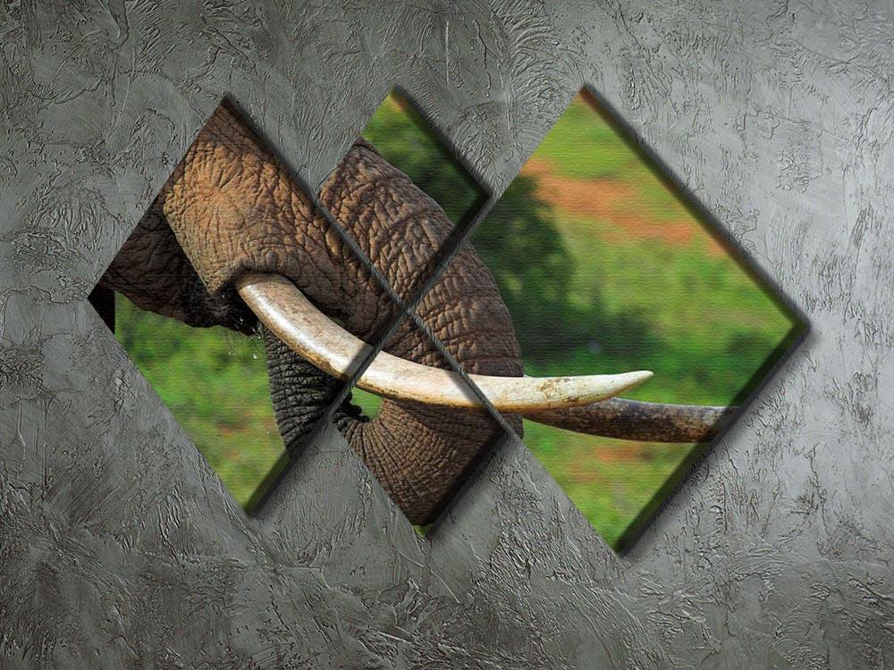 Close up of an African Elephants tusks 4 Square Multi Panel Canvas - Canvas Art Rocks - 2