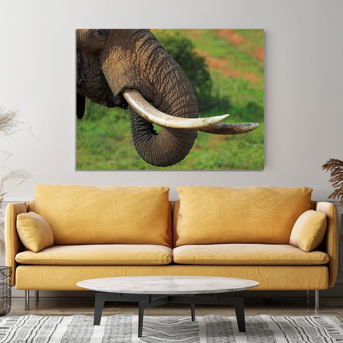 Close up of an African Elephants tusks Canvas Print or Poster